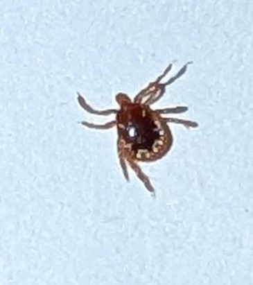 Amblyomma americanum Linnaeus, 1758