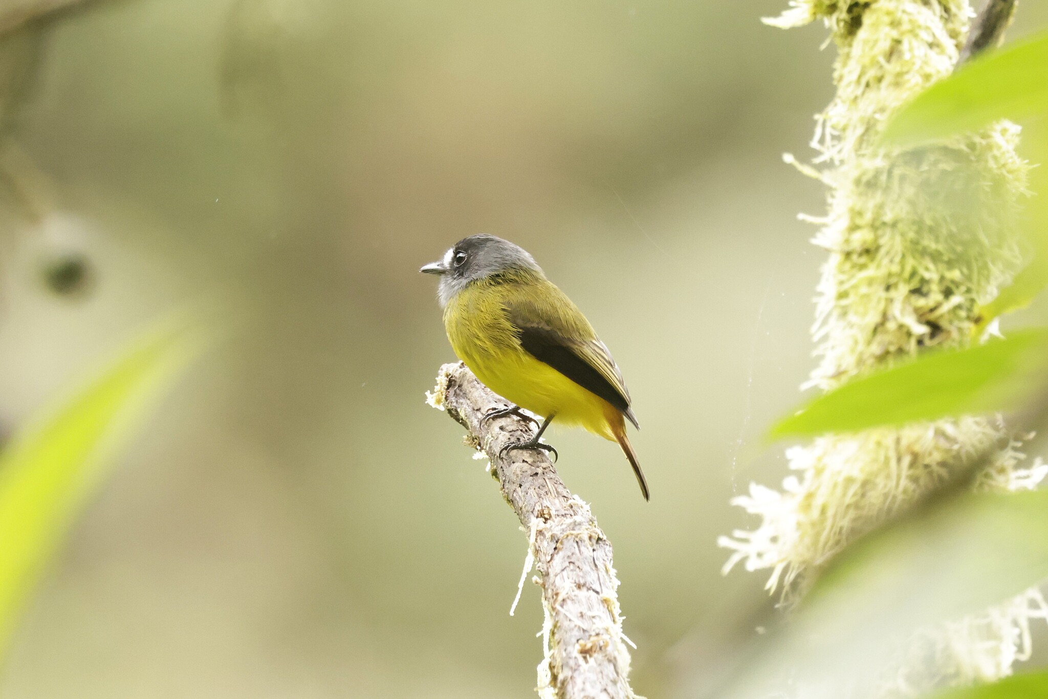 Ornate Flycatcher (Myiotriccus ornatus), photo 3