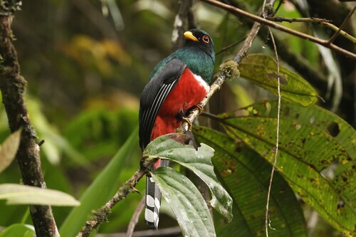 Masked Trogon (Trogon personatus), photo 6