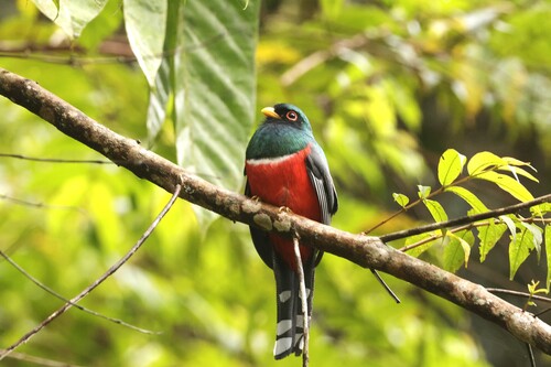 Masked Trogon (Trogon personatus), photo 5