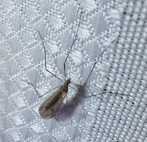Unknown species found near Adams Dr, Ambridge, PA, US