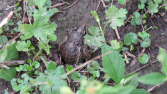 Leptodactylus latinasus