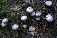 Clitocybe albirhiza