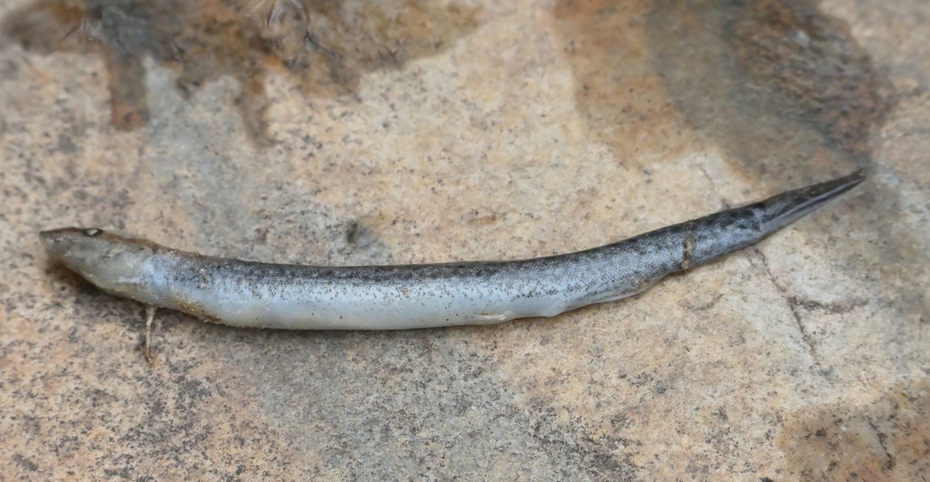 Siberian weatherfish (Misgurnus mohoity) — Cobitidae