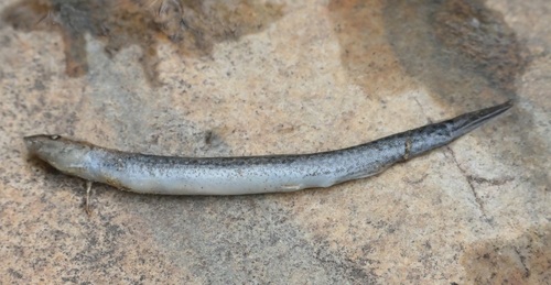 Siberian weatherfish (Misgurnus mohoity) — Cobitidae