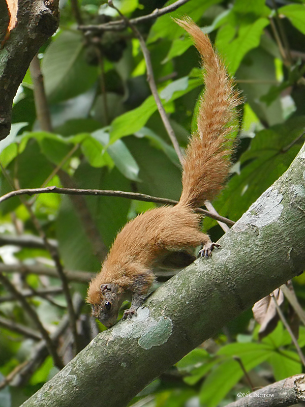 Mutable Sun Squirrel