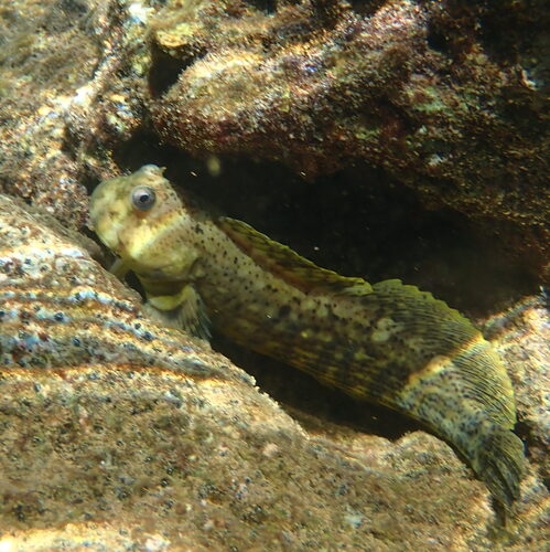 Entomacrodus decussatus observed 2026-03-10