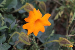Thunbergia gregorii