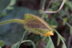 Thunbergia gregorii