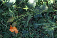 Thunbergia gregorii
