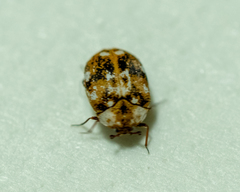 Anthrenus picturatus