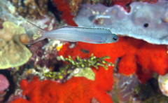 Bicolour Fangblenny photo 3