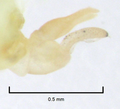 Eucalyptolyma maideni