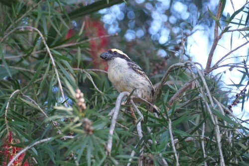 iNaturalist image