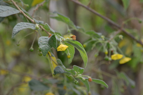 wild pepper (Capsicum rhomboideum)