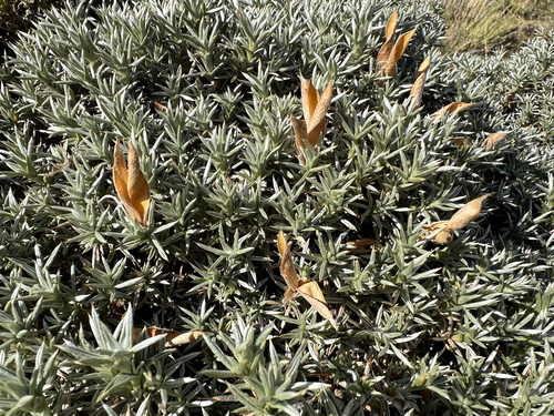Anarthrophyllum desideratum, photograph 2