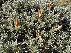Anarthrophyllum desideratum, photograph author not stated, no rights reserved