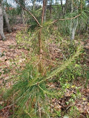 Pinus