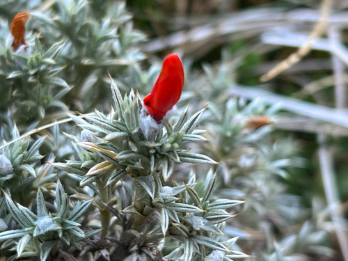 mataguanaco (Anarthrophyllum desideratum)