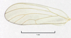 Eucalyptolyma maideni