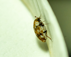 Anthrenus picturatus