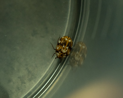 Anthrenus picturatus