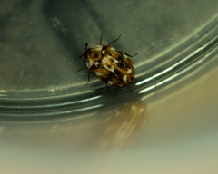 Anthrenus picturatus
