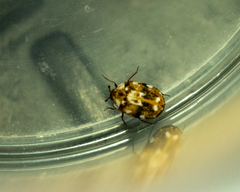 Anthrenus picturatus