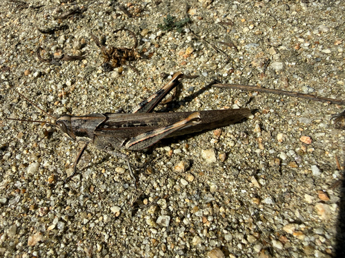 iNaturalist observation photo of Gray Bird Grasshopper