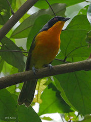 Telophorus nigrifrons