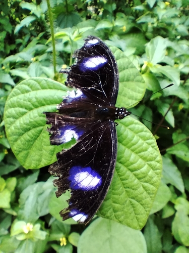 Great Eggfly