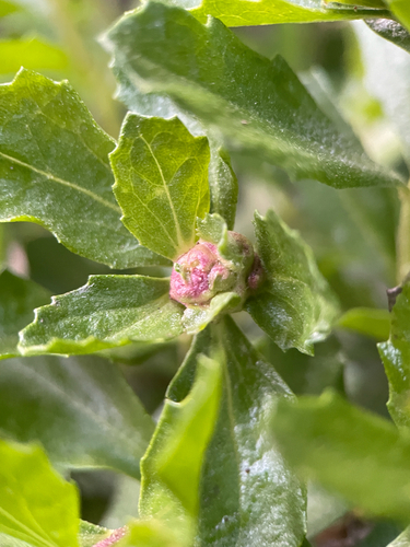 Unknown species found near Bootlegger's Steps, Pacifica, CA, US