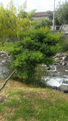 Podocarpus sprucei