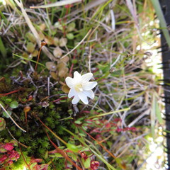 Epilobium nerteroides