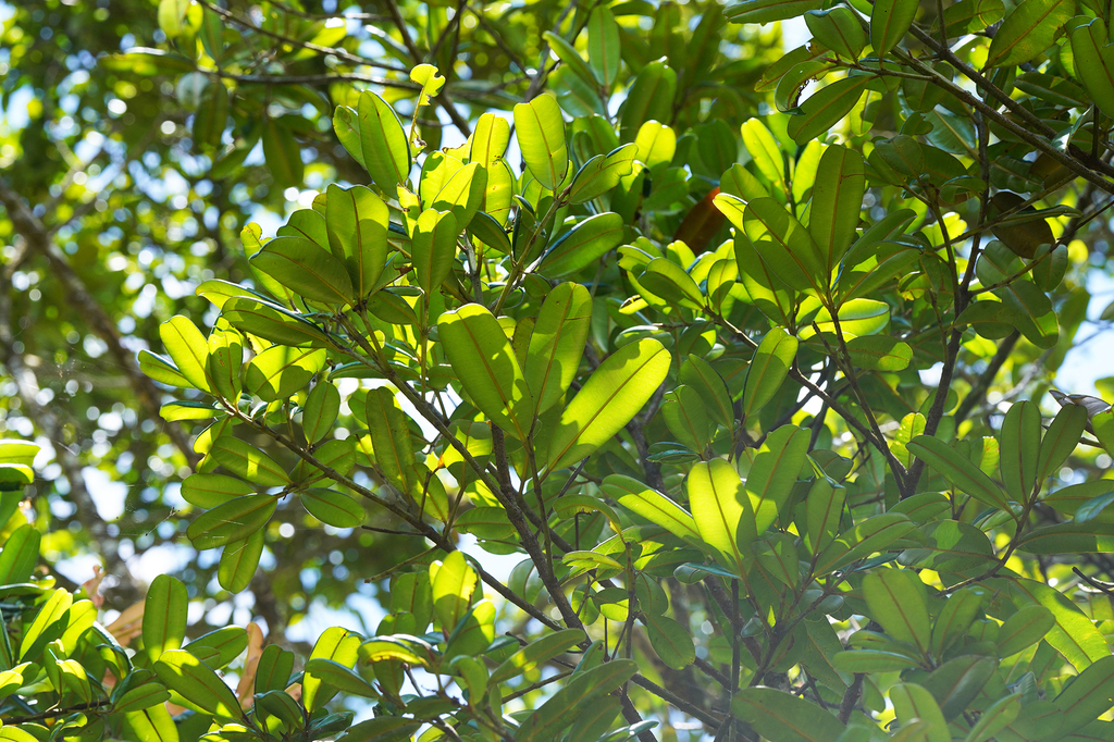 Calophyllum paniculatum