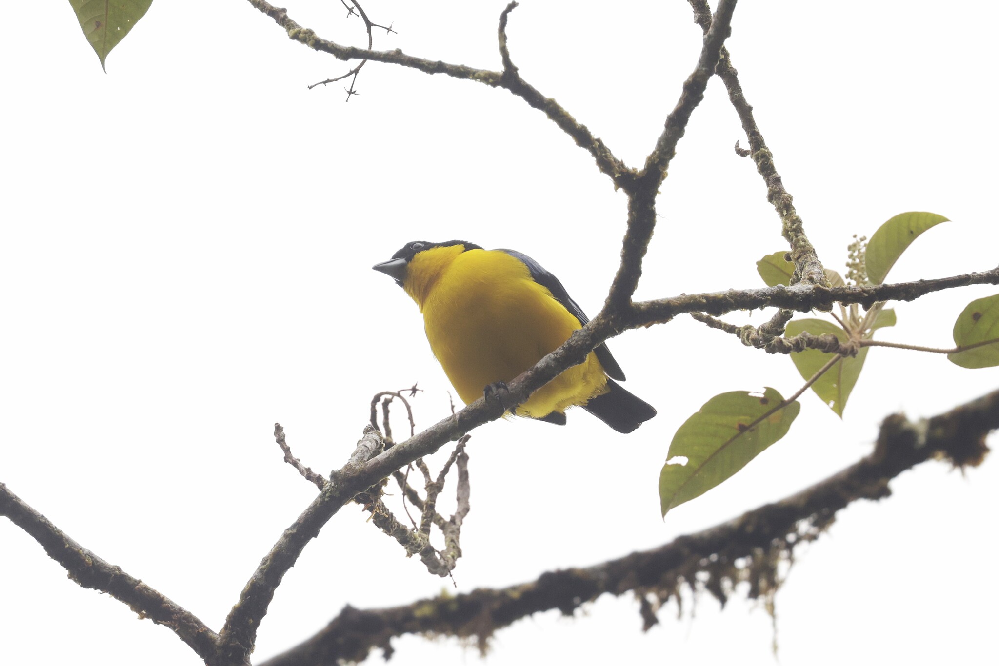 Blue-winged Mountain Tanager (Anisognathus somptuosus), photo 10