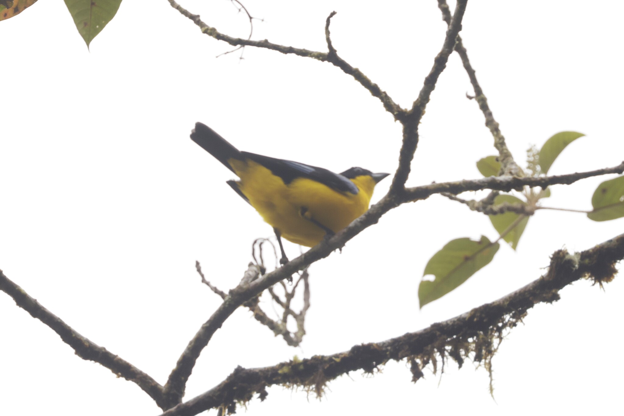 Blue-winged Mountain Tanager (Anisognathus somptuosus), photo 9