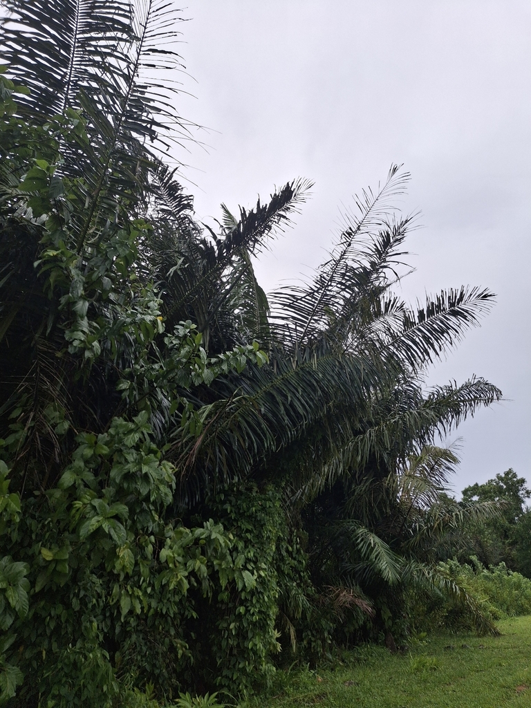 Báng – Arenga pinnata