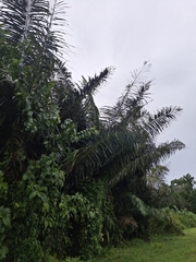 Arenga pinnata, photograph (c) Julia Palmer, some rights reserved (CC BY)