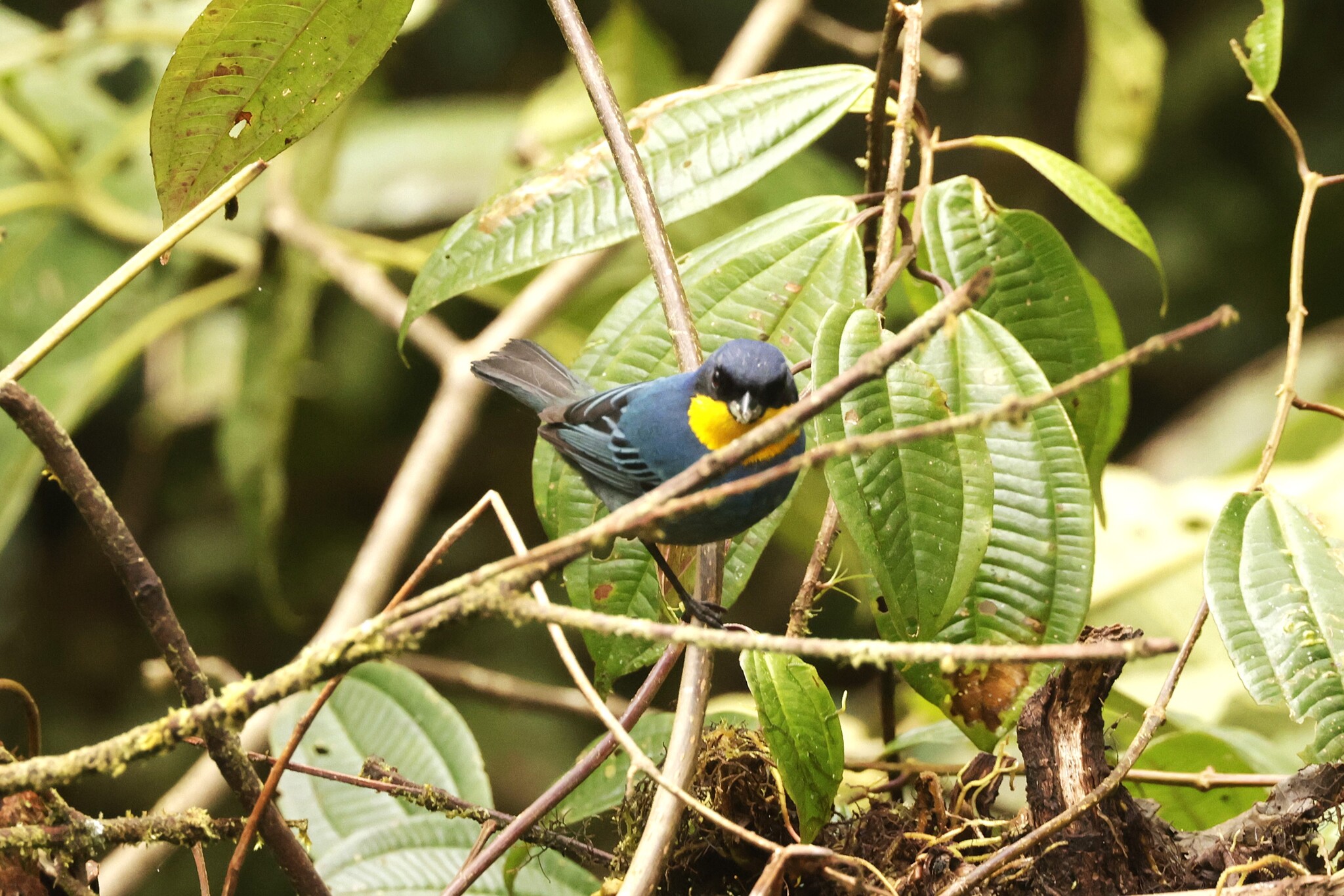 Purplish-mantled Tanager (Iridosornis porphyrocephalus), photo 9
