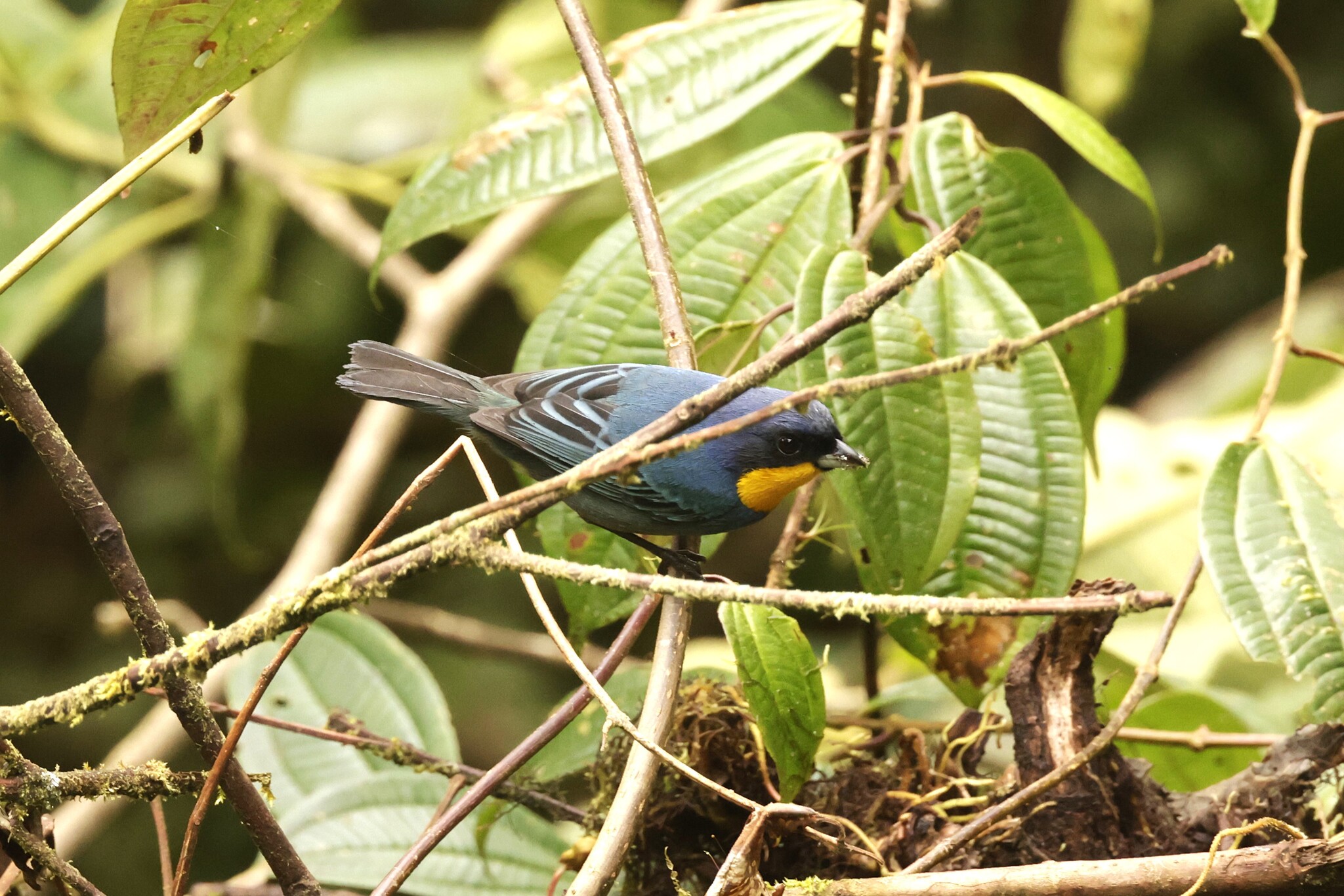 Purplish-mantled Tanager (Iridosornis porphyrocephalus), photo 8