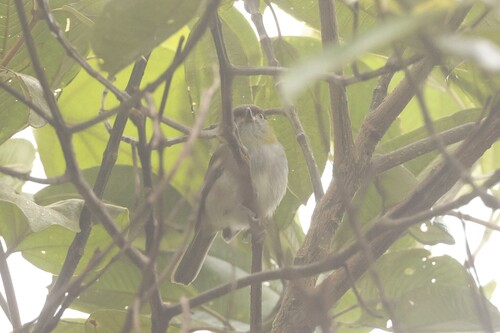 Black-billed Peppershrike (Cyclarhis nigrirostris)