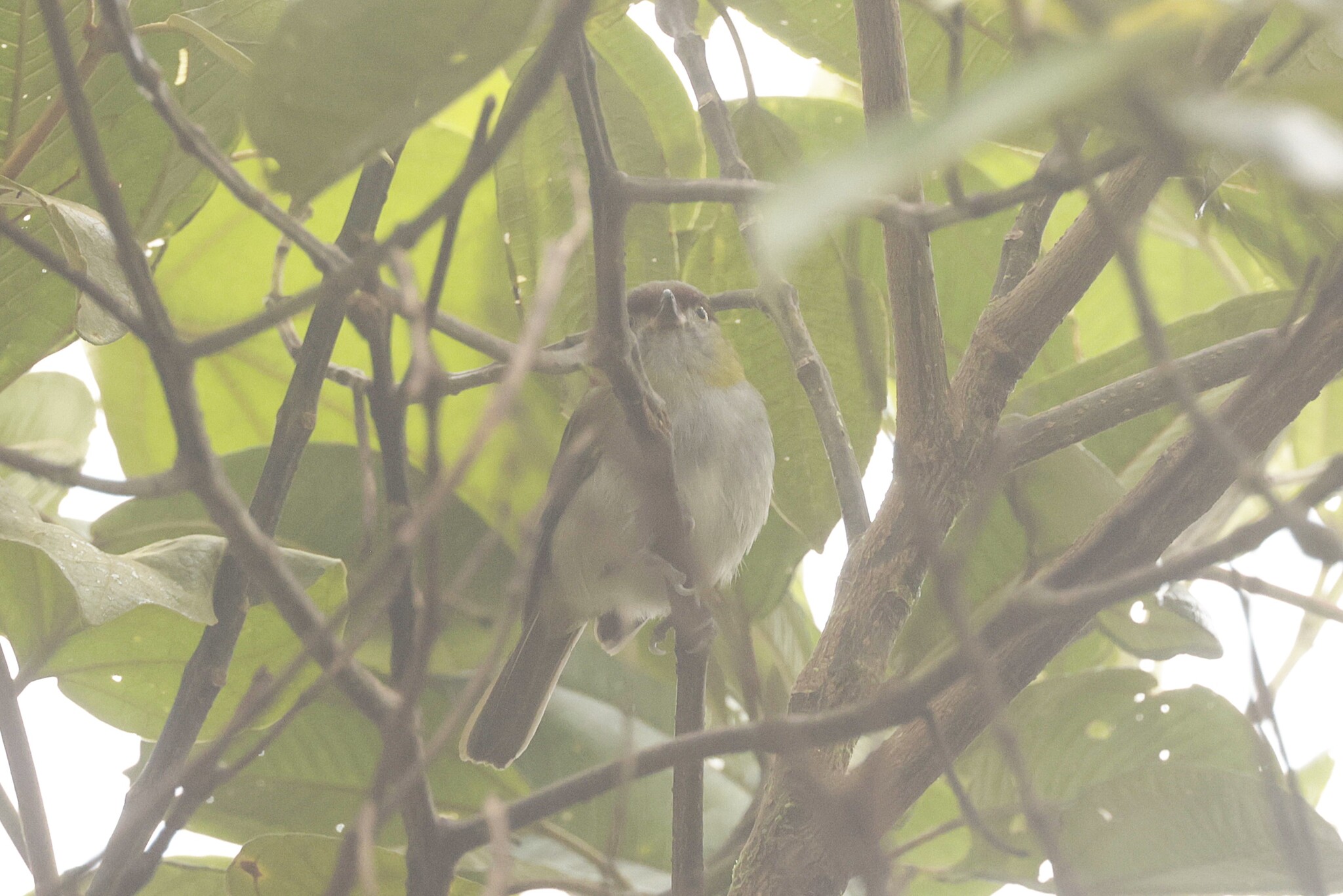 Black-billed Peppershrike (Cyclarhis nigrirostris), photo 1