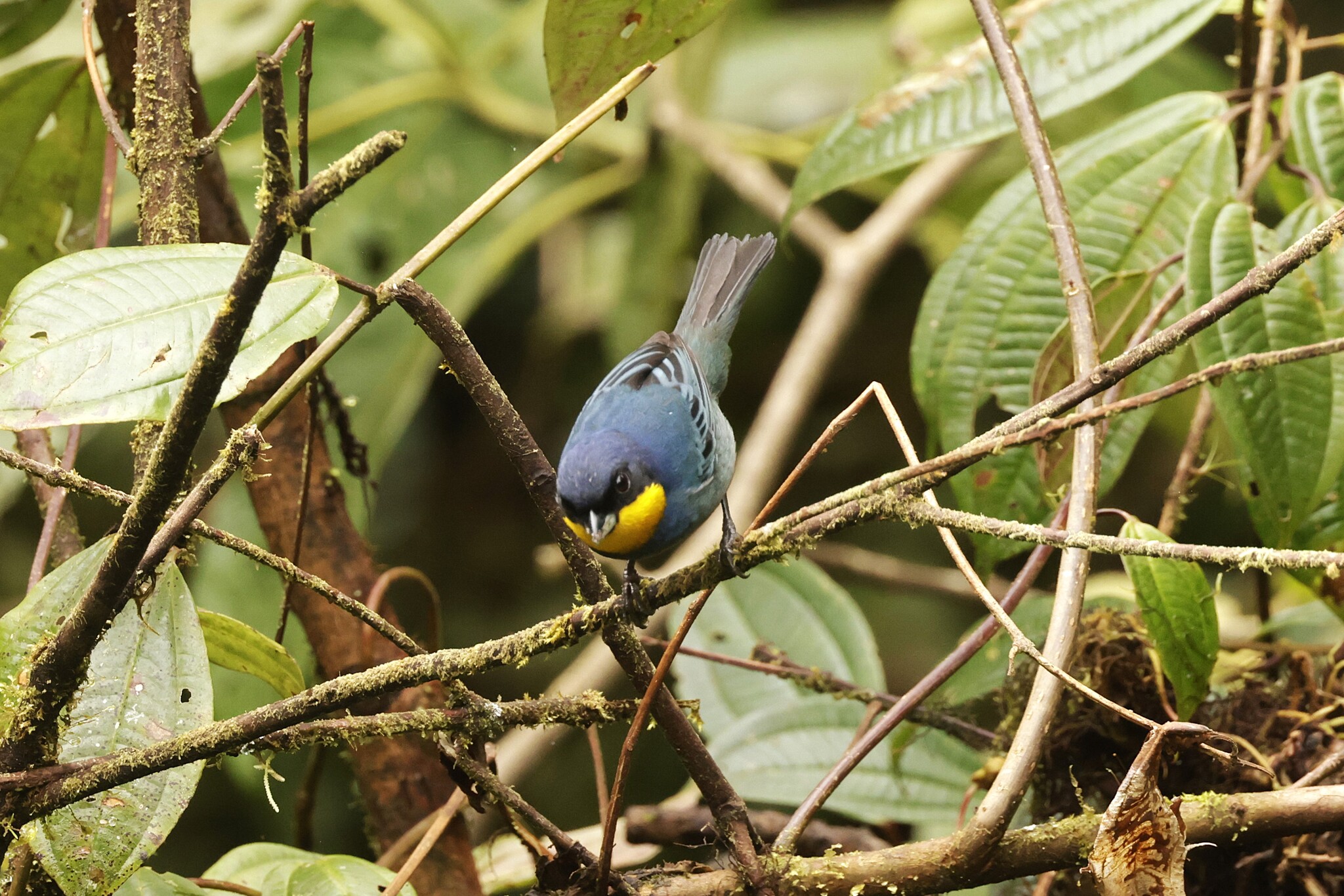 Purplish-mantled Tanager (Iridosornis porphyrocephalus), photo 10