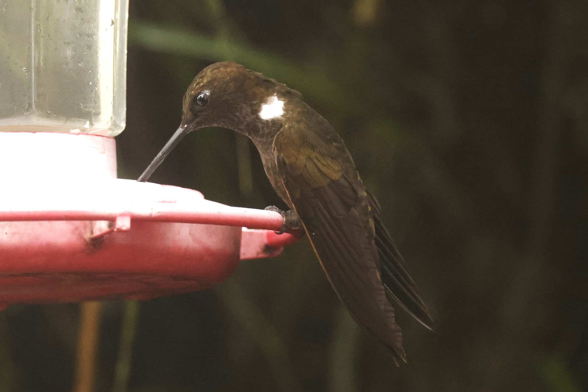 Brown Inca (Coeligena wilsoni), photo 4