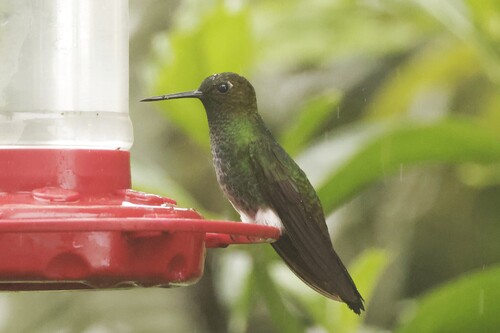 Greenish Puffleg (Haplophaedia aureliae)