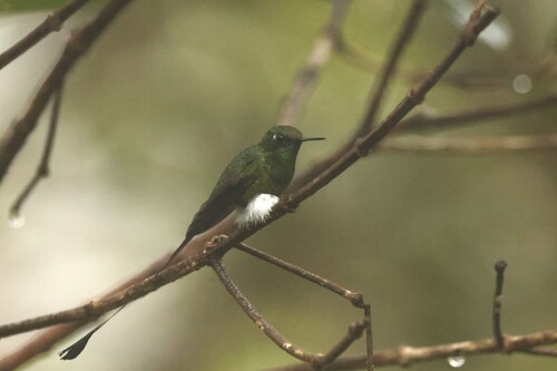 White-booted Racket-tail (Ocreatus underwoodii), photo 7