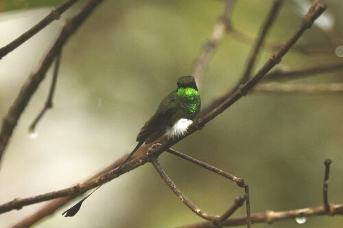White-booted Racket-tail (Ocreatus underwoodii), photo 6