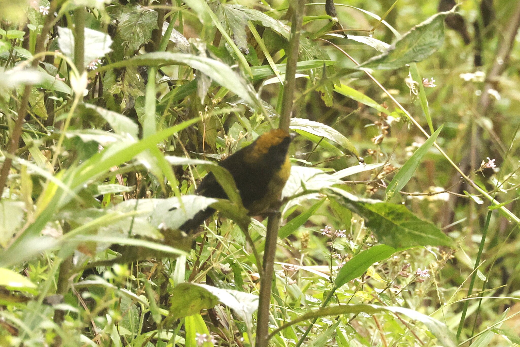 Choco Brushfinch (Atlapetes crassus), photo 5
