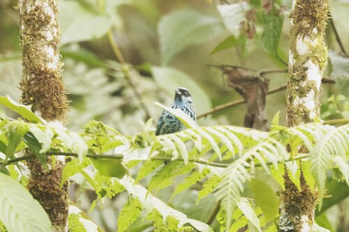 Beryl-spangled Tanager (Tangara nigroviridis), photo 3